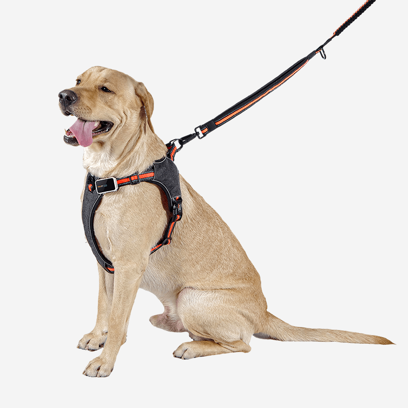 Pawfit Leash