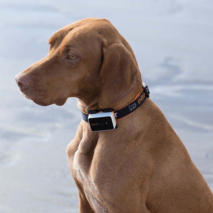 Pawfit 3 Tracker