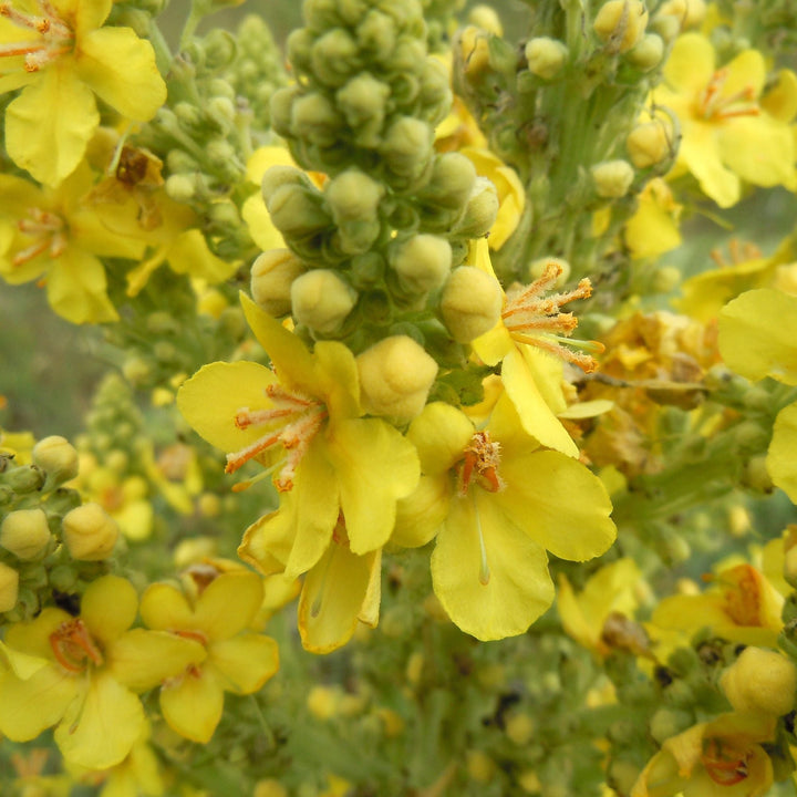 25g Organic Mullein Leaf - Dried Herbal Verbascum Thapsis