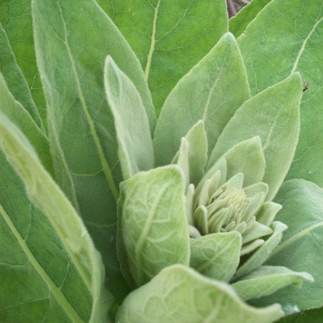 25g Organic Mullein Leaf - Dried Herbal Verbascum Thapsis