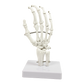 Hand Joint Anatomical Skeleton Model Human Anatomy Study Tool