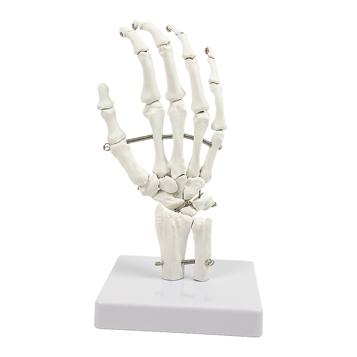 Hand Joint Anatomical Skeleton Model Human Anatomy Study Tool