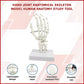 Hand Joint Anatomical Skeleton Model Human Anatomy Study Tool