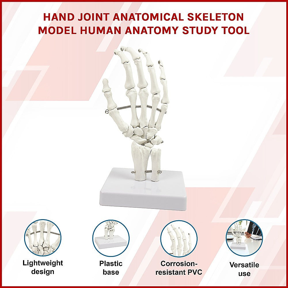 Hand Joint Anatomical Skeleton Model Human Anatomy Study Tool