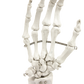 Hand Joint Anatomical Skeleton Model Human Anatomy Study Tool