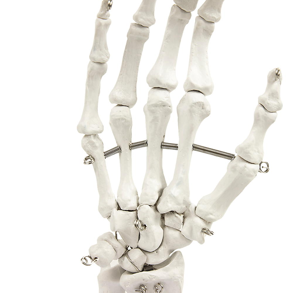 Hand Joint Anatomical Skeleton Model Human Anatomy Study Tool