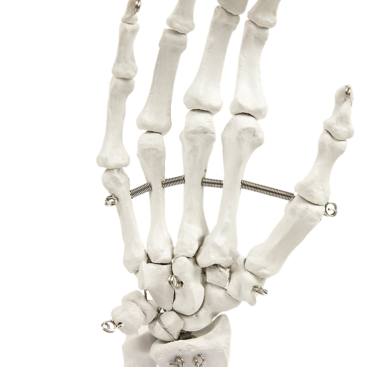 Hand Joint Anatomical Skeleton Model Human Anatomy Study Tool