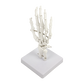 Hand Joint Anatomical Skeleton Model Human Anatomy Study Tool