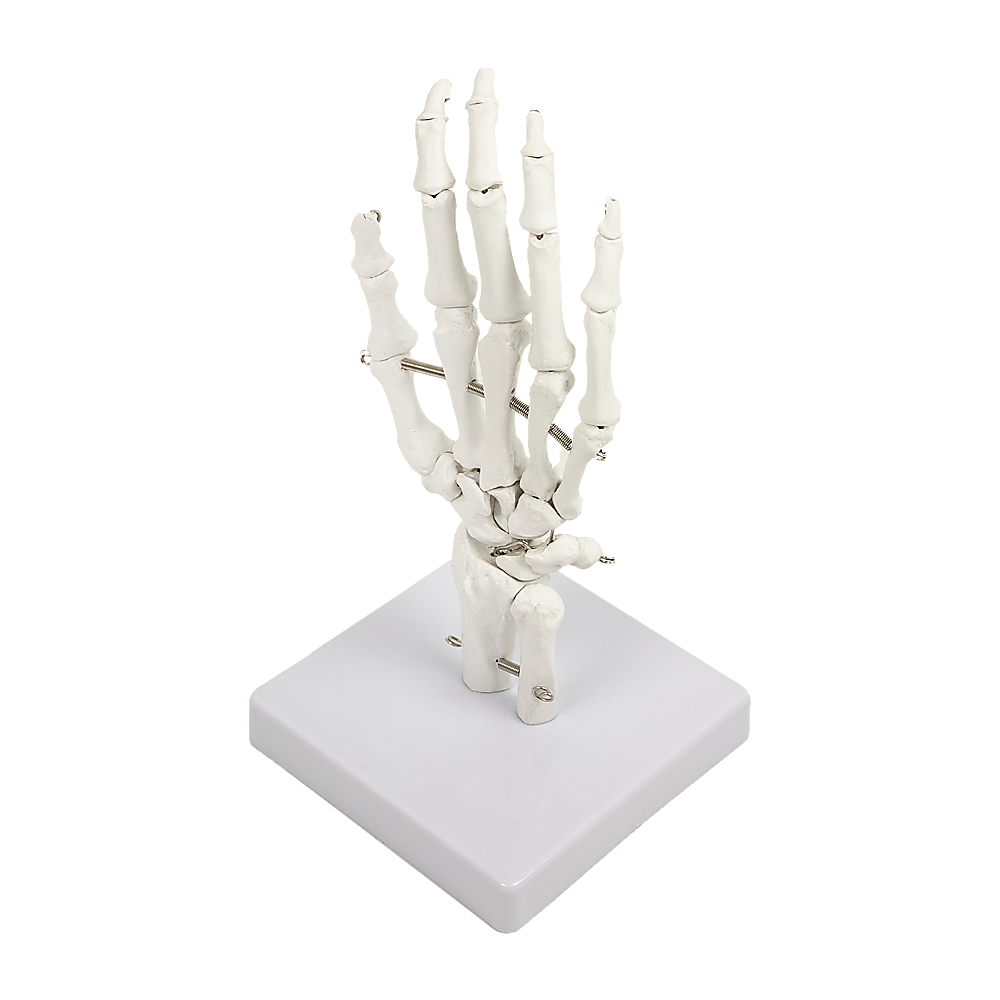 Hand Joint Anatomical Skeleton Model Human Anatomy Study Tool