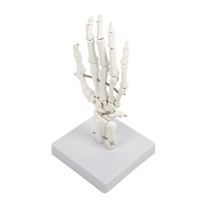 Hand Joint Anatomical Skeleton Model Human Anatomy Study Tool