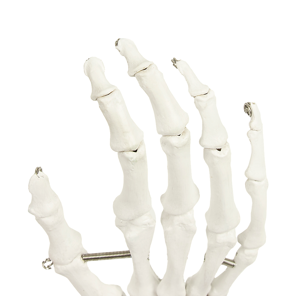 Hand Joint Anatomical Skeleton Model Human Anatomy Study Tool