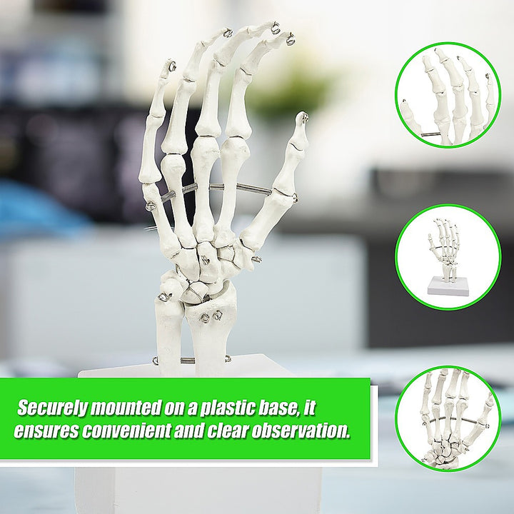 Hand Joint Anatomical Skeleton Model Human Anatomy Study Tool