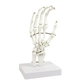 Hand Joint Anatomical Skeleton Model Human Anatomy Study Tool