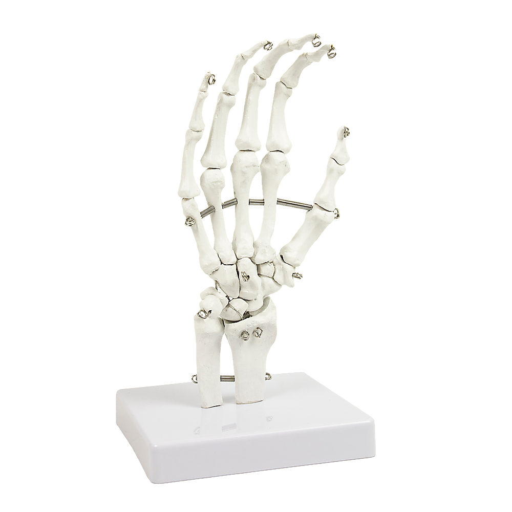 Hand Joint Anatomical Skeleton Model Human Anatomy Study Tool