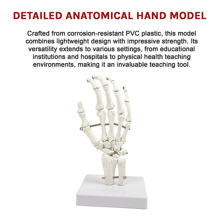 Hand Joint Anatomical Skeleton Model Human Anatomy Study Tool