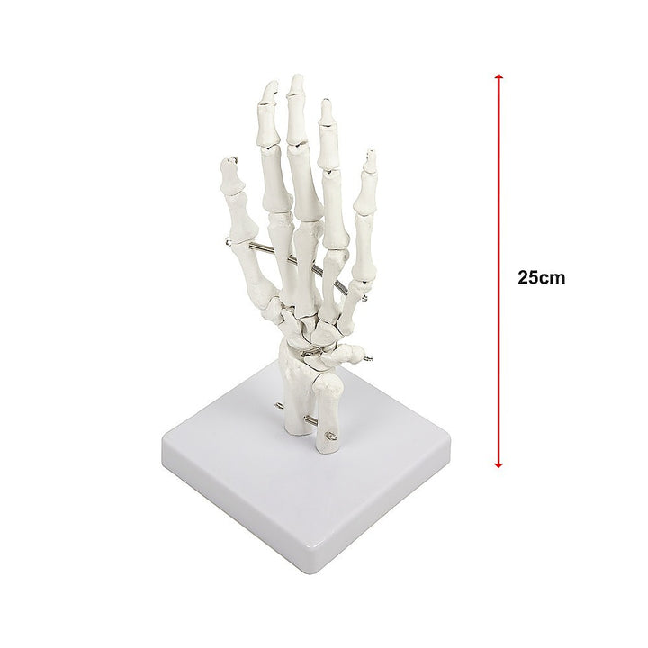 Hand Joint Anatomical Skeleton Model Human Anatomy Study Tool