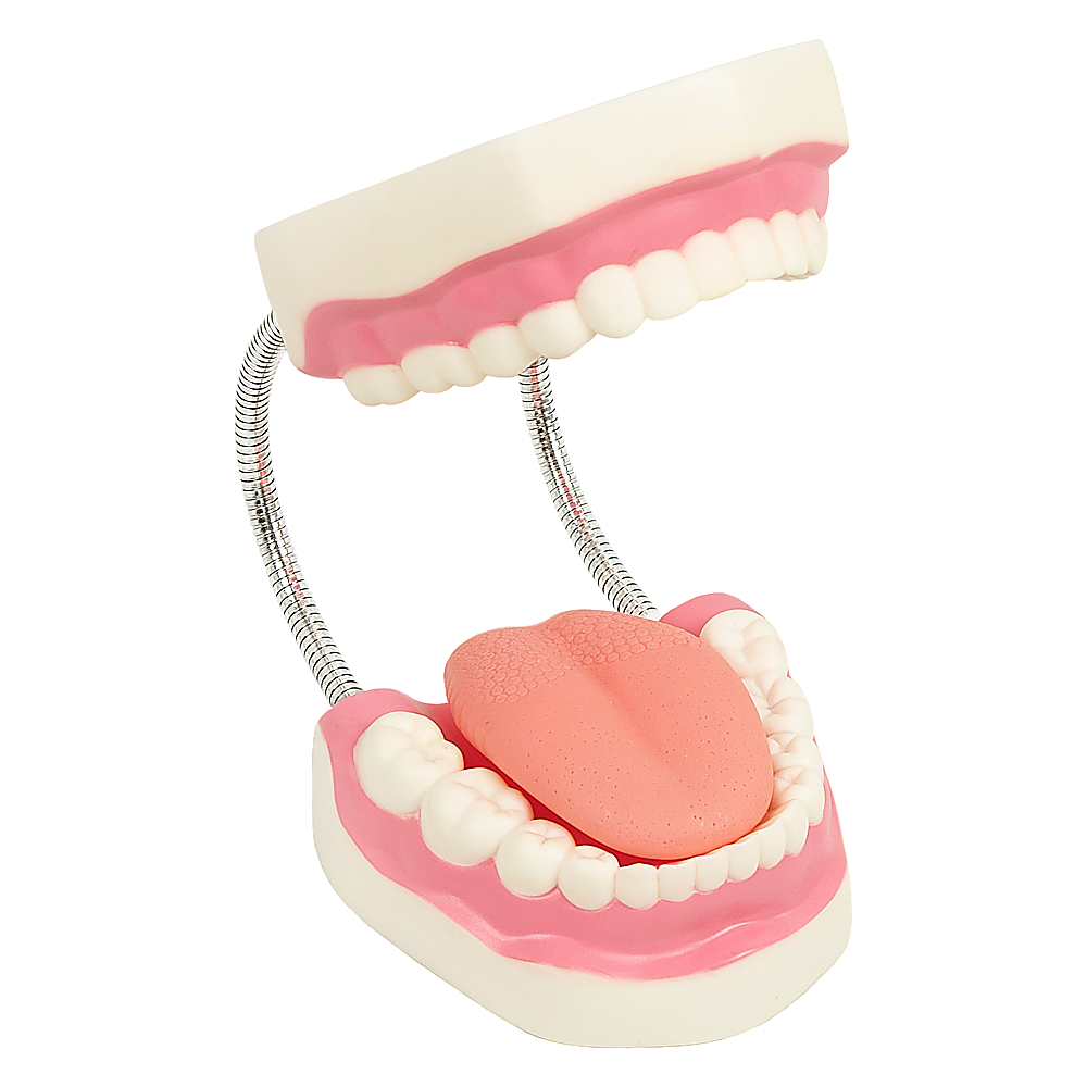 Dental Tooth Brushing Model Teeth Care