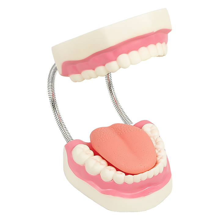 Dental Tooth Brushing Model Teeth Care