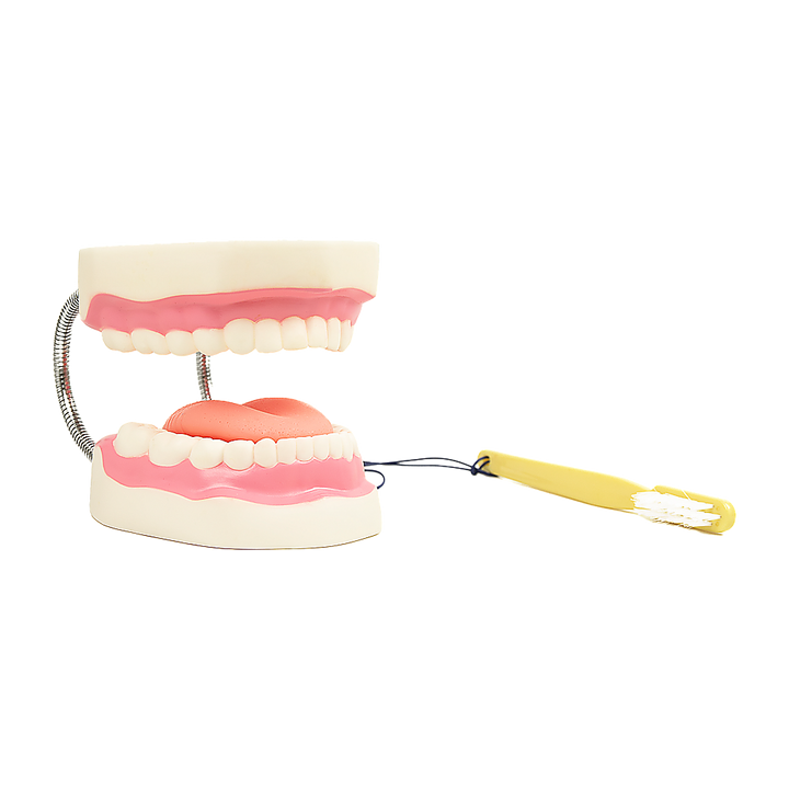 Dental Tooth Brushing Model Teeth Care