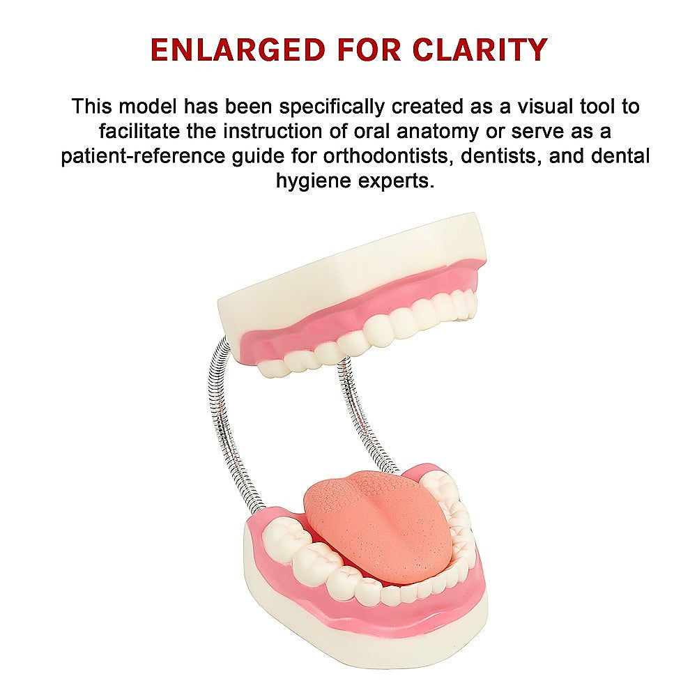 Dental Tooth Brushing Model Teeth Care