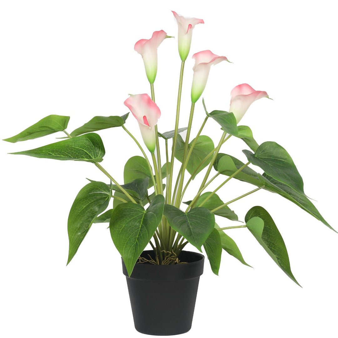 Artificial Flowering White & Pink Peace Lily / Calla Lily Plant 50cm