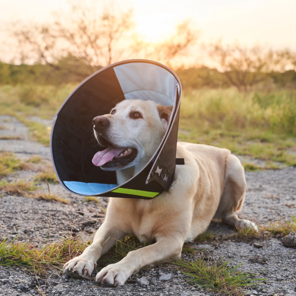 Calmer Collar Small