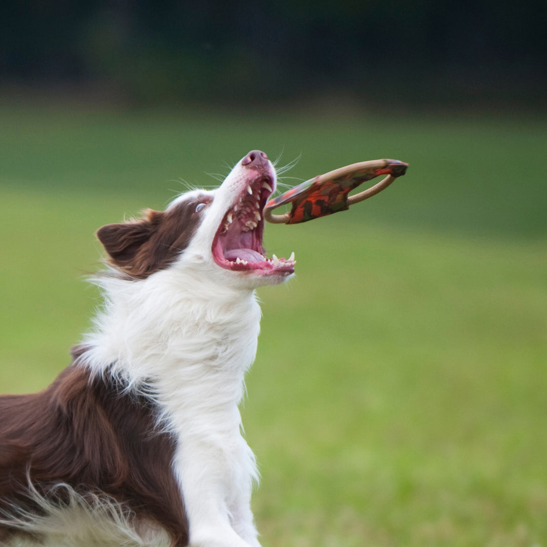 Major Dog Mini Frisbee - Fetch Toy