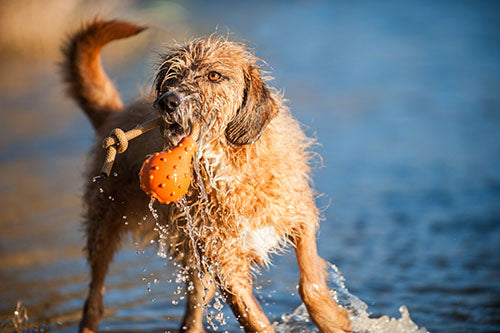 Major Dog Swimming Eddy Floating Fetch Toy with Handle - Large