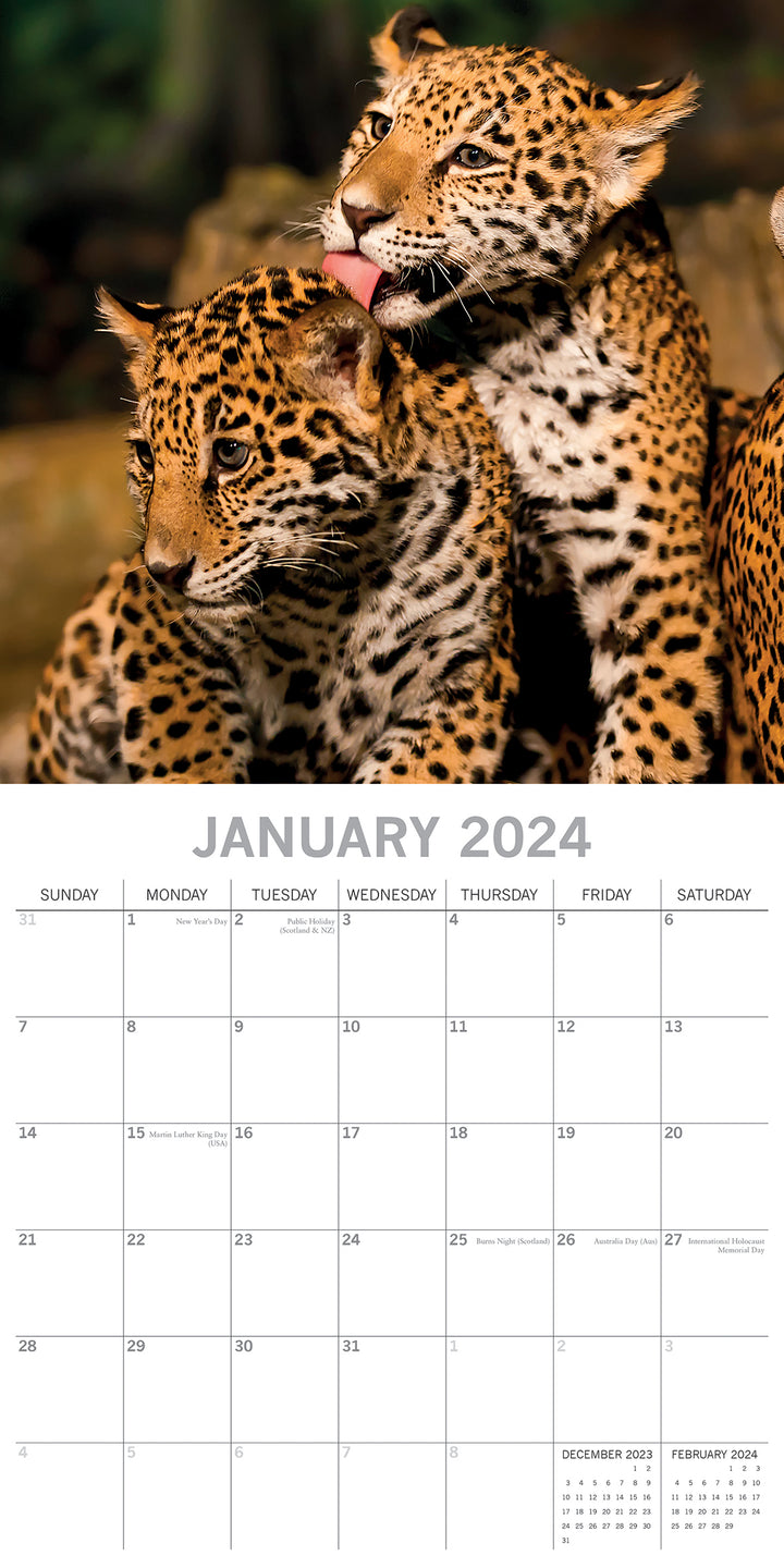 Big Cats - 2024 Square Wall Calendar Wildlife Animals 16 Months Premium Planner