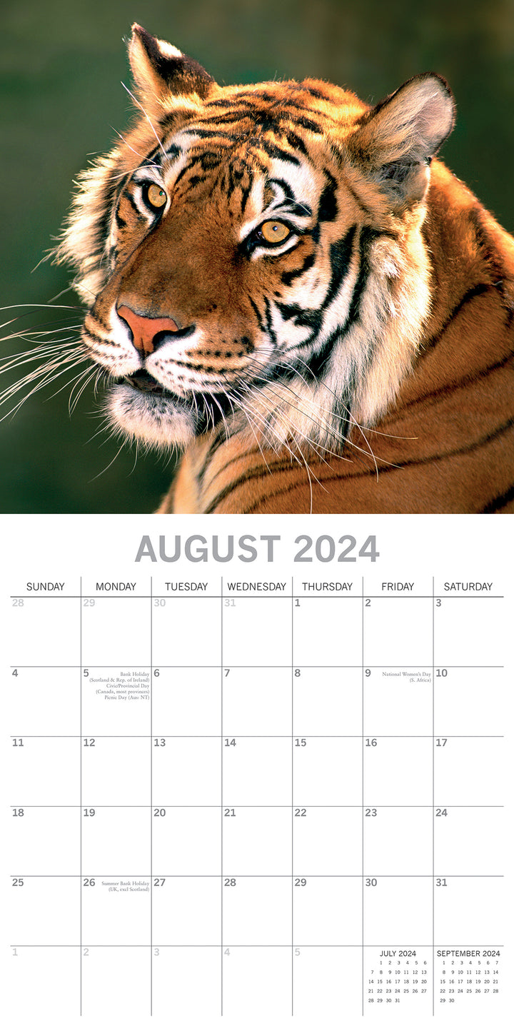 Big Cats - 2024 Square Wall Calendar Wildlife Animals 16 Months Premium Planner