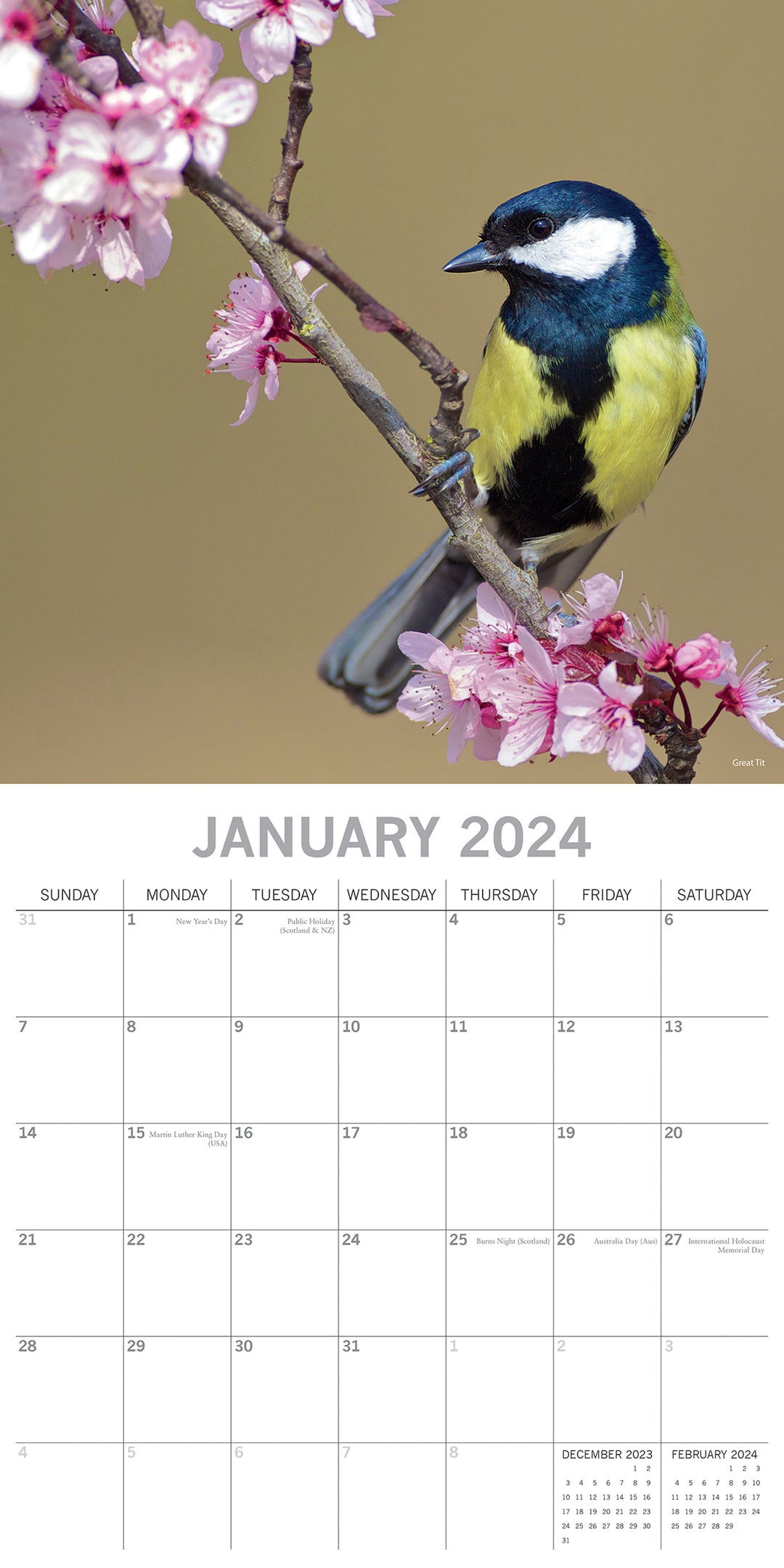 Birds - 2024 Square Wall Calendar Pets Animals 16 Months Premium Planner Gift