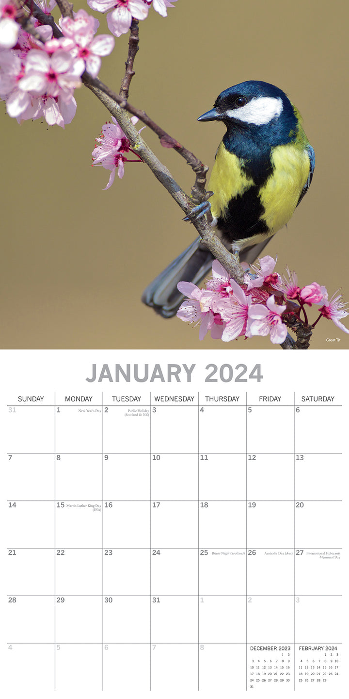 Birds - 2024 Square Wall Calendar Pets Animals 16 Months Premium Planner Gift