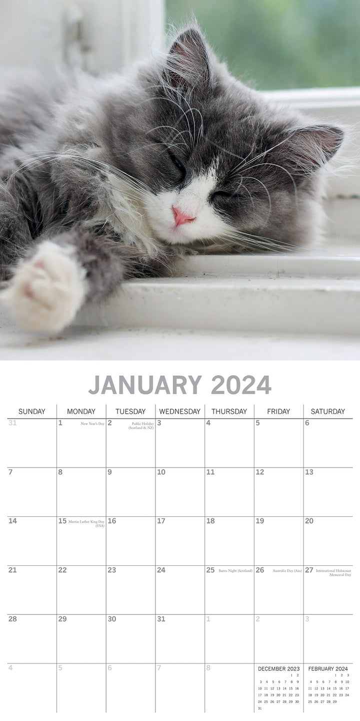 Cat Naps - 2024 Square Wall Calendar Pets Animals 16 Months Premium Planner Gift