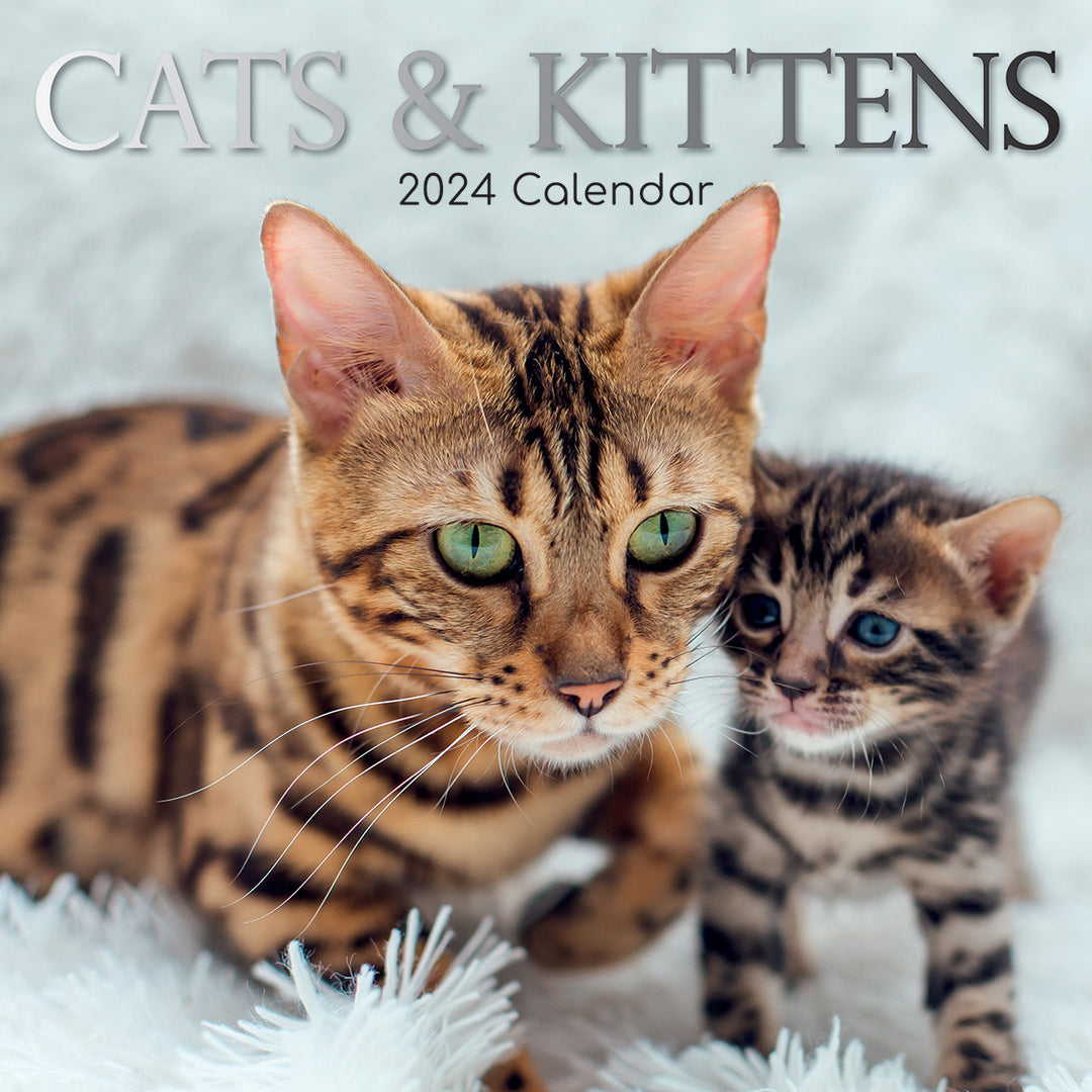 Cats & Kittens 2024 Square Wall Calendar Pets Animals 16 Months Premium Planner