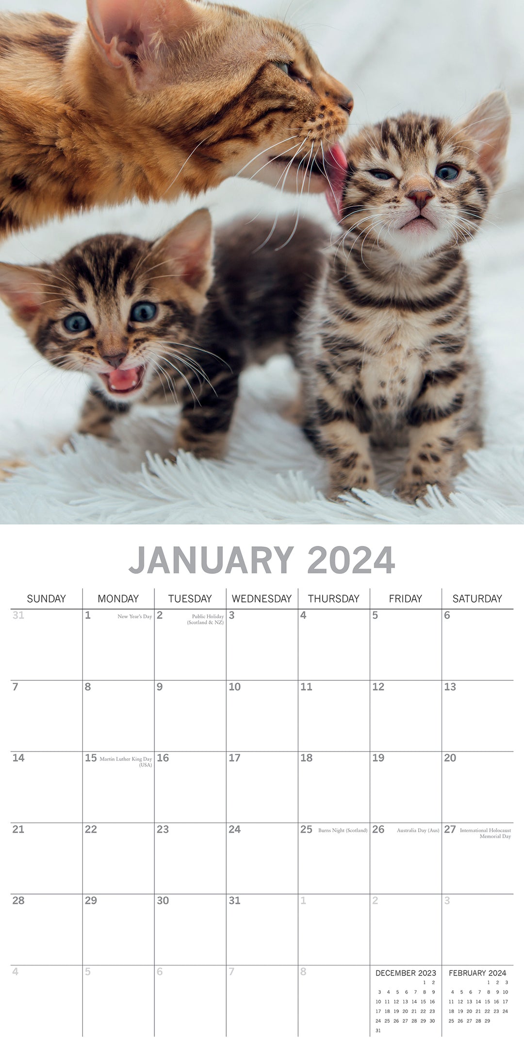 Cats & Kittens 2024 Square Wall Calendar Pets Animals 16 Months Premium Planner