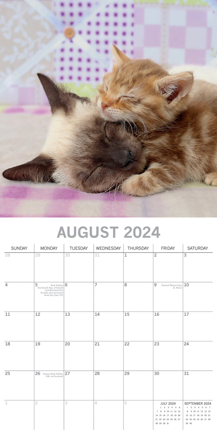 Cats & Kittens 2024 Square Wall Calendar Pets Animals 16 Months Premium Planner