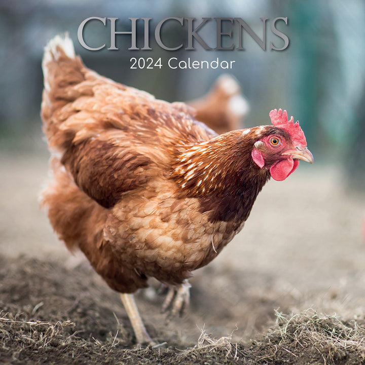 Chickens - 2024 Square Wall Calendar Pets Animals 16 Months Premium Planner Gift