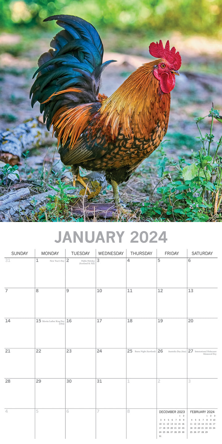 Chickens - 2024 Square Wall Calendar Pets Animals 16 Months Premium Planner Gift