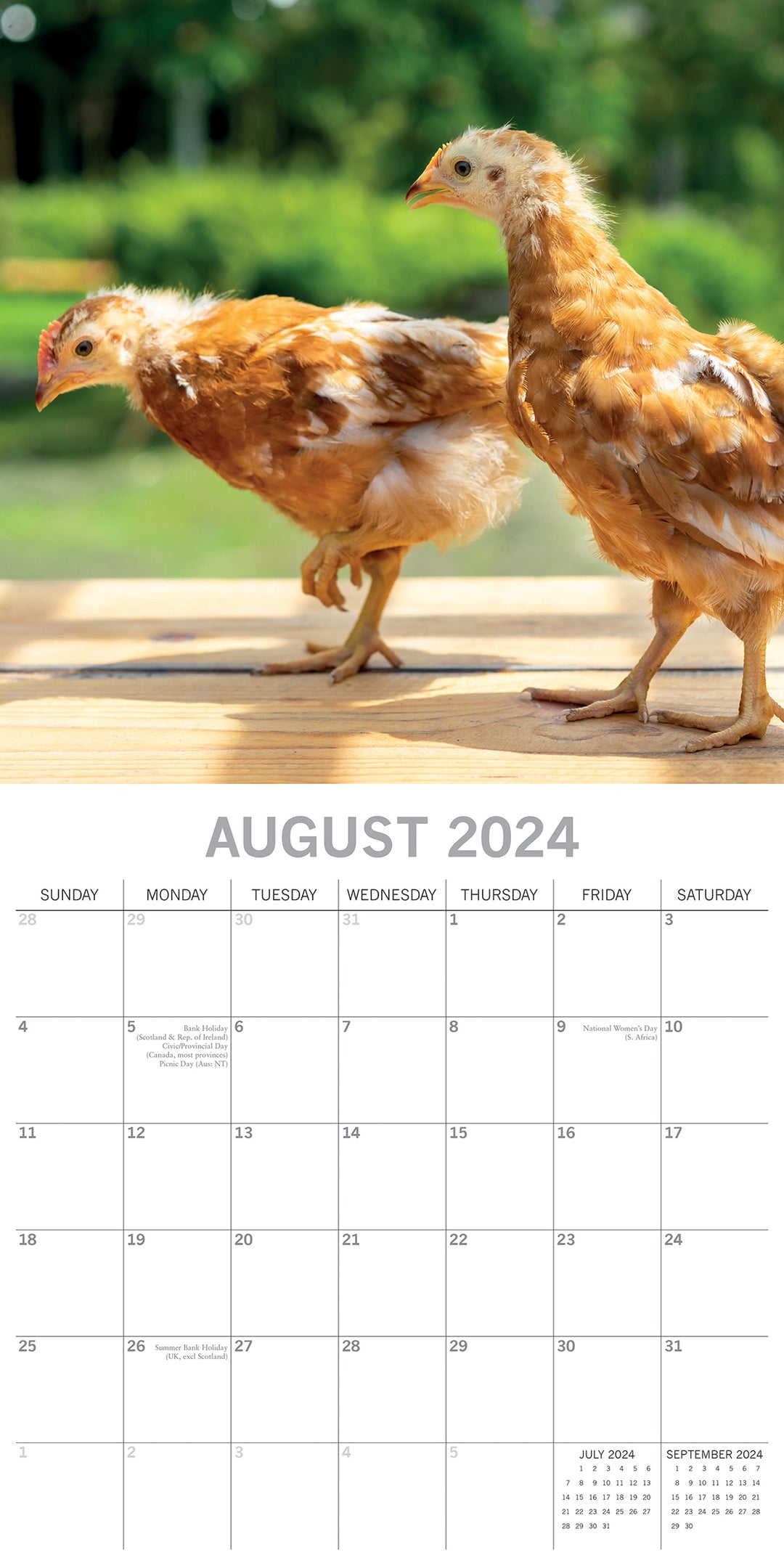 Chickens - 2024 Square Wall Calendar Pets Animals 16 Months Premium Planner Gift