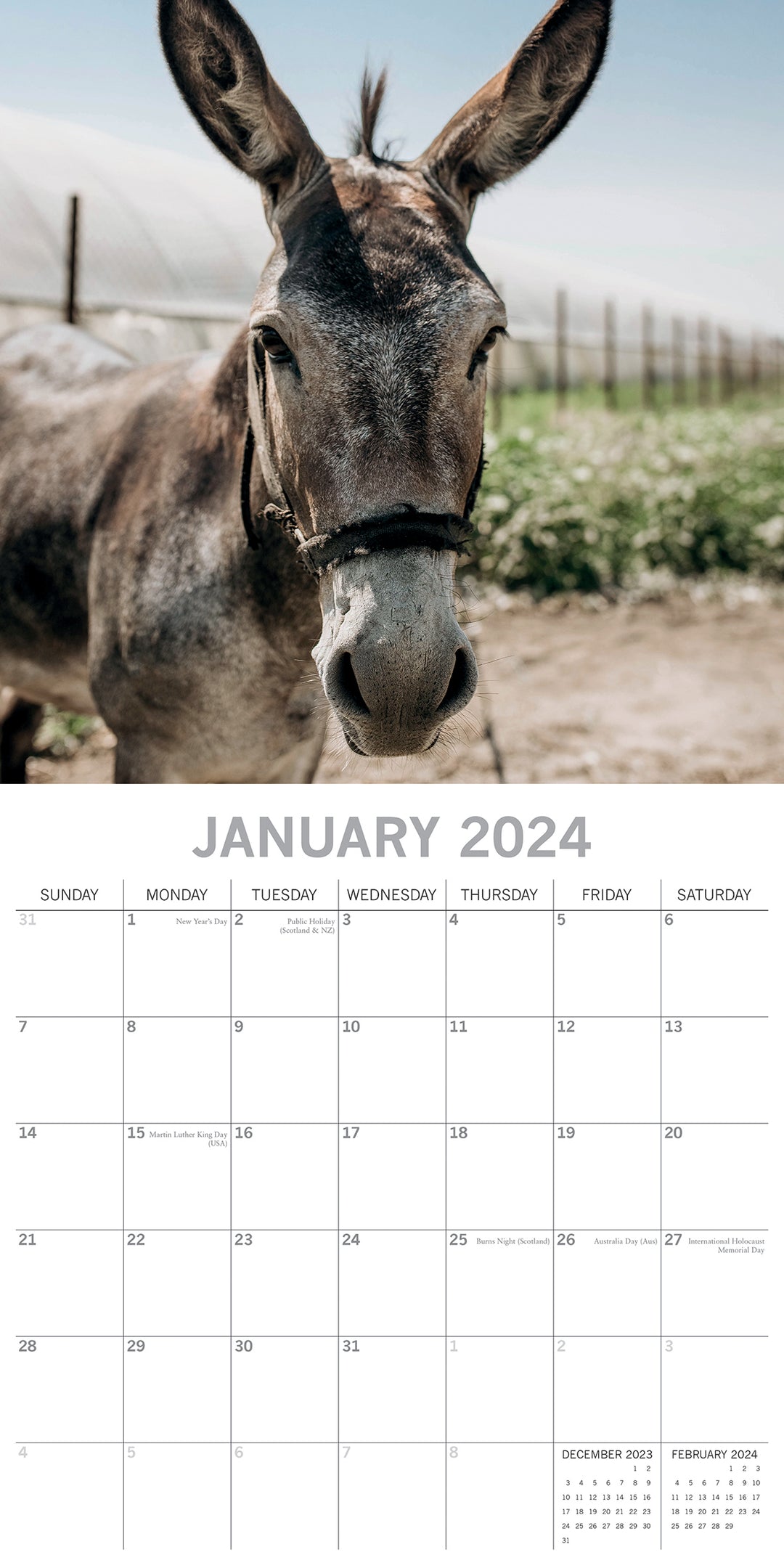 Donkeys - 2024 Square Wall Calendar Pets Animals 16 Months New Year Planner Gift