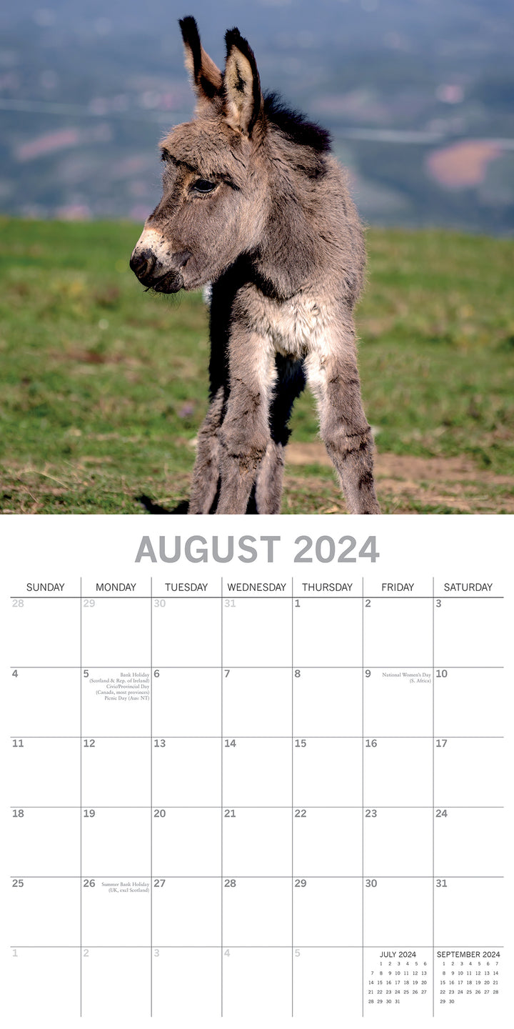 Donkeys - 2024 Square Wall Calendar Pets Animals 16 Months New Year Planner Gift