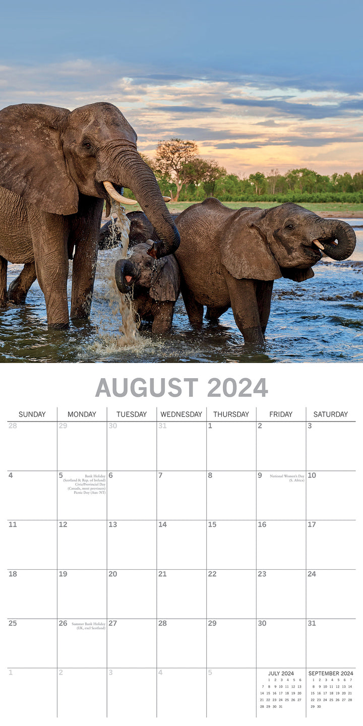 Elephants 2024 Square Wall Calendar Pets Animals 16 Months New Year Planner Gift