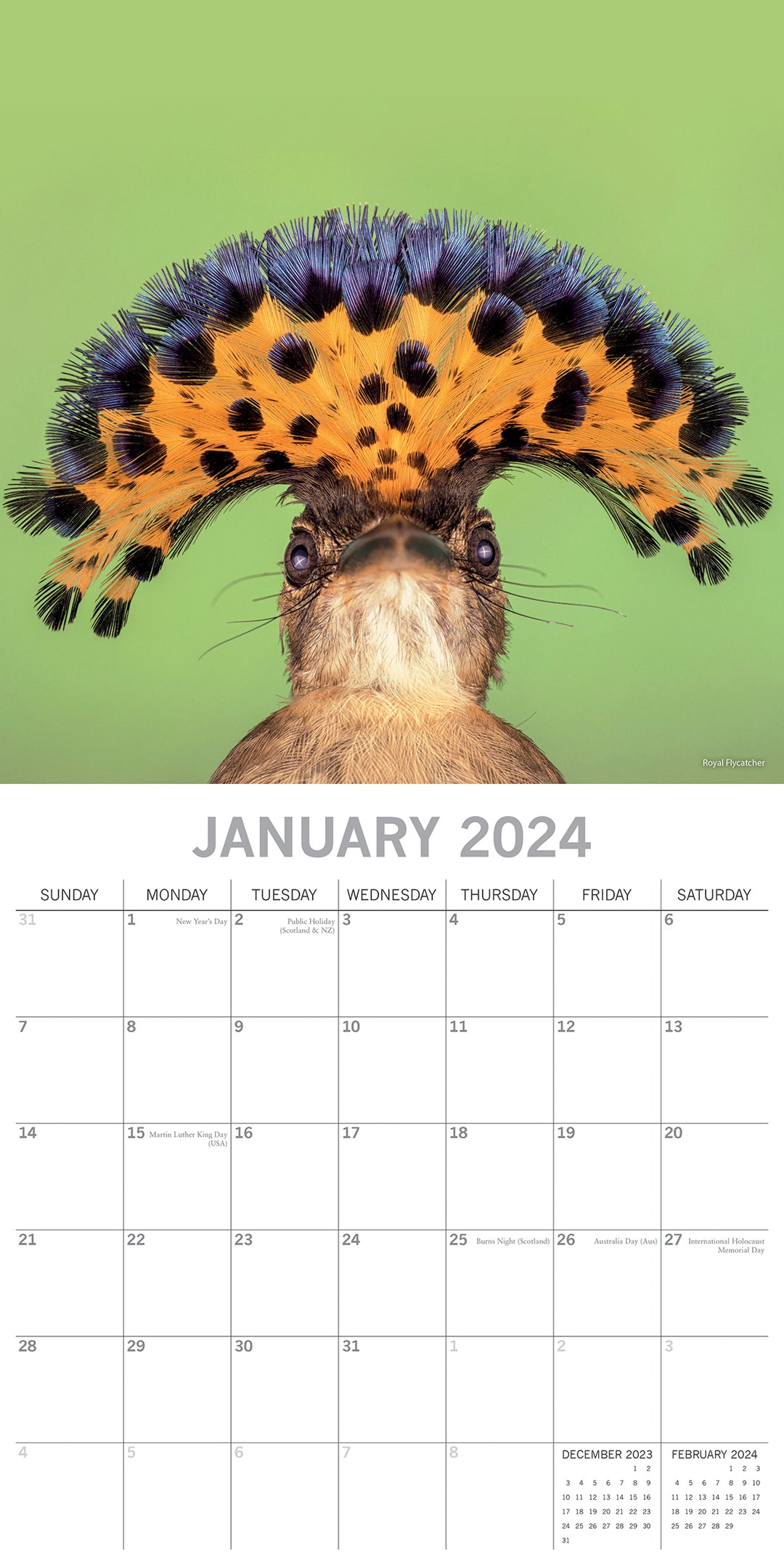 Exotic Birds - 2024 Square Wall Calendar Pets Animals 16 Months Premium Planner