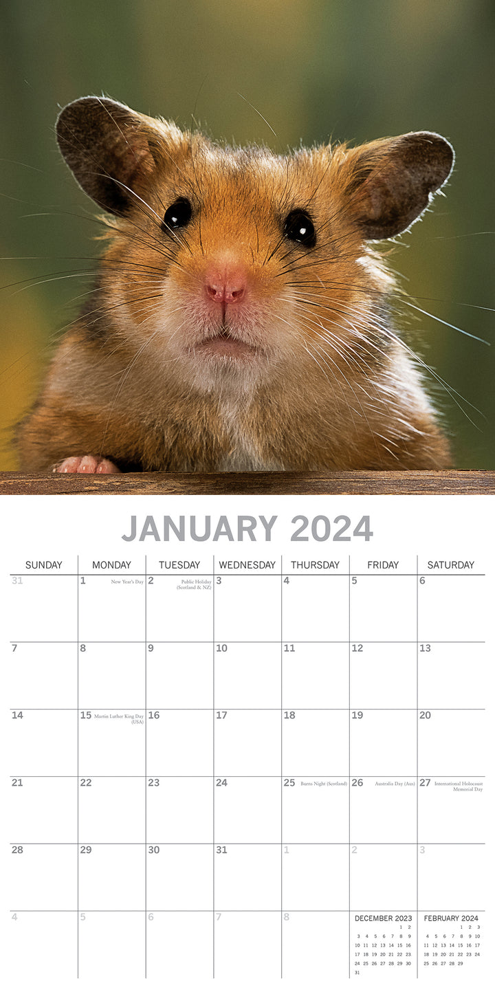 Hamsters - 2024 Square Wall Calendar Cute Pets Animals 16 Months Premium Planner