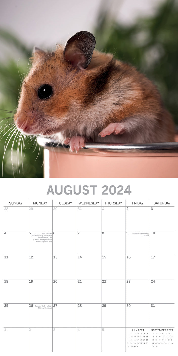 Hamsters - 2024 Square Wall Calendar Cute Pets Animals 16 Months Premium Planner