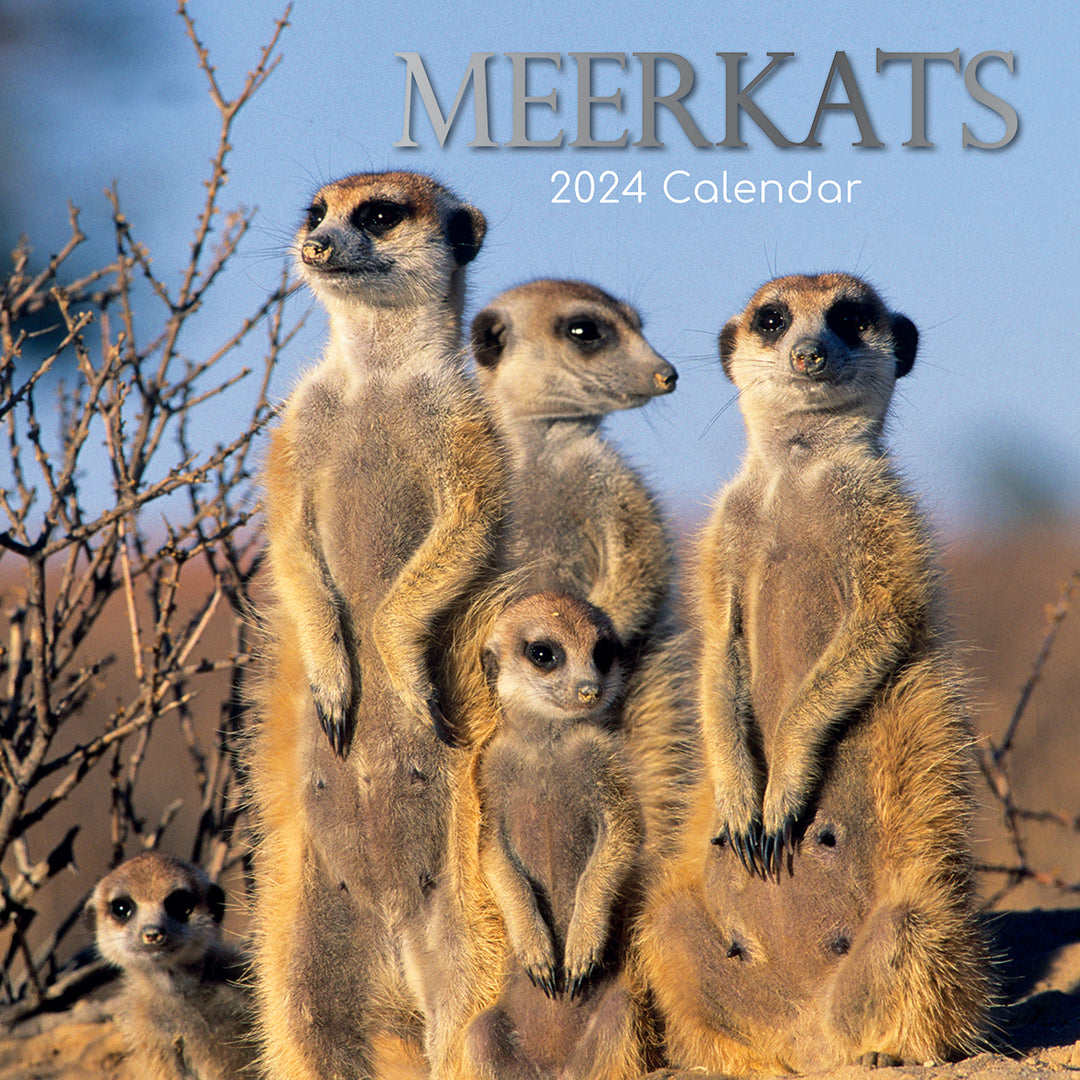 Meerkats - 2024 Square Wall Calendar Pets Animals 16 Months Premium Planner Gift