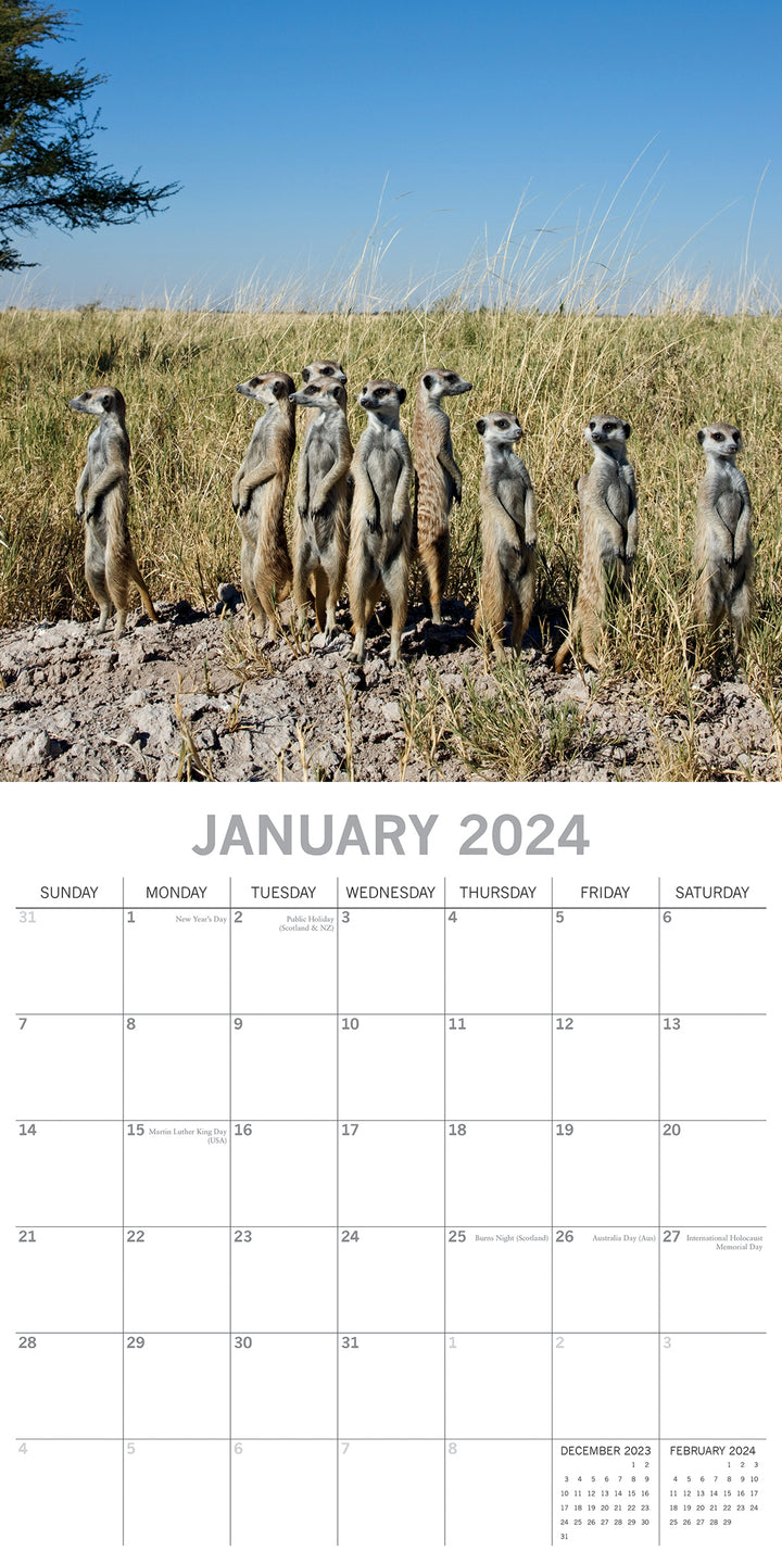 Meerkats - 2024 Square Wall Calendar Pets Animals 16 Months Premium Planner Gift