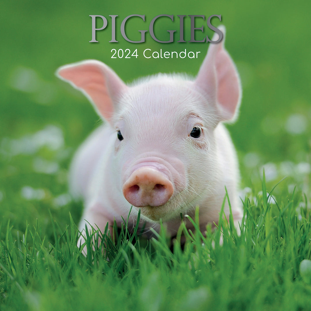 Piggies - 2024 Square Wall Calendar Pets Animals 16 Months New Year Gift Planner