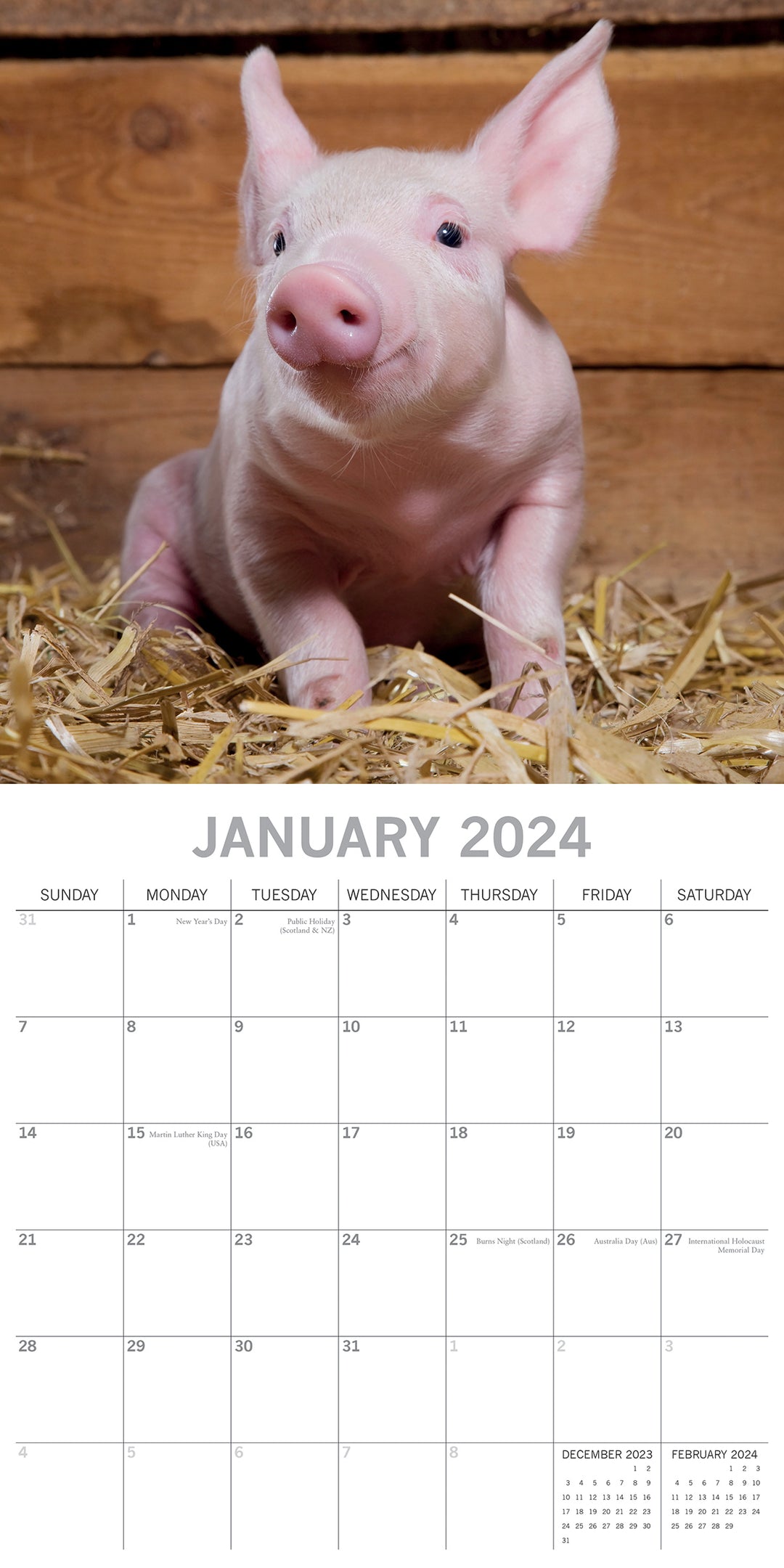 Piggies - 2024 Square Wall Calendar Pets Animals 16 Months New Year Gift Planner