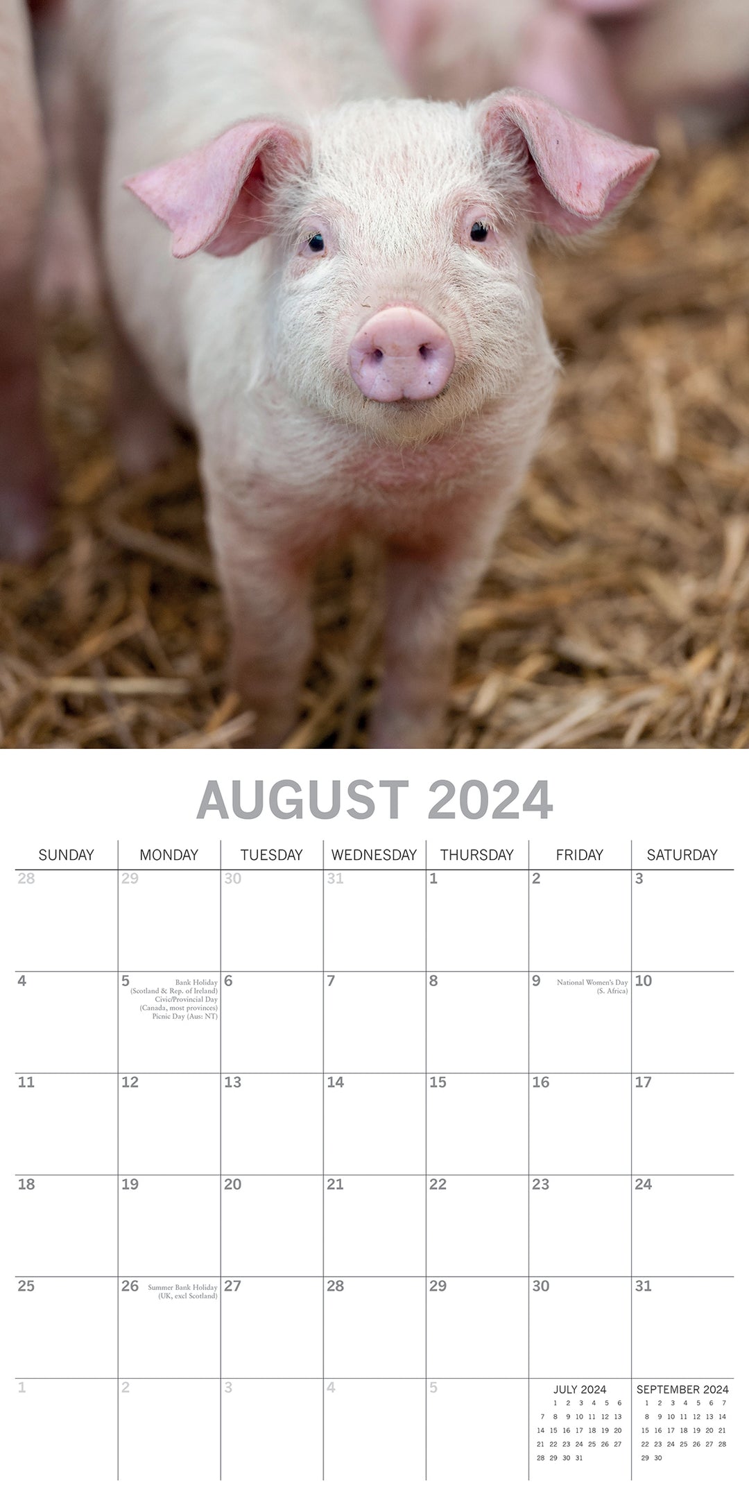 Piggies - 2024 Square Wall Calendar Pets Animals 16 Months New Year Gift Planner